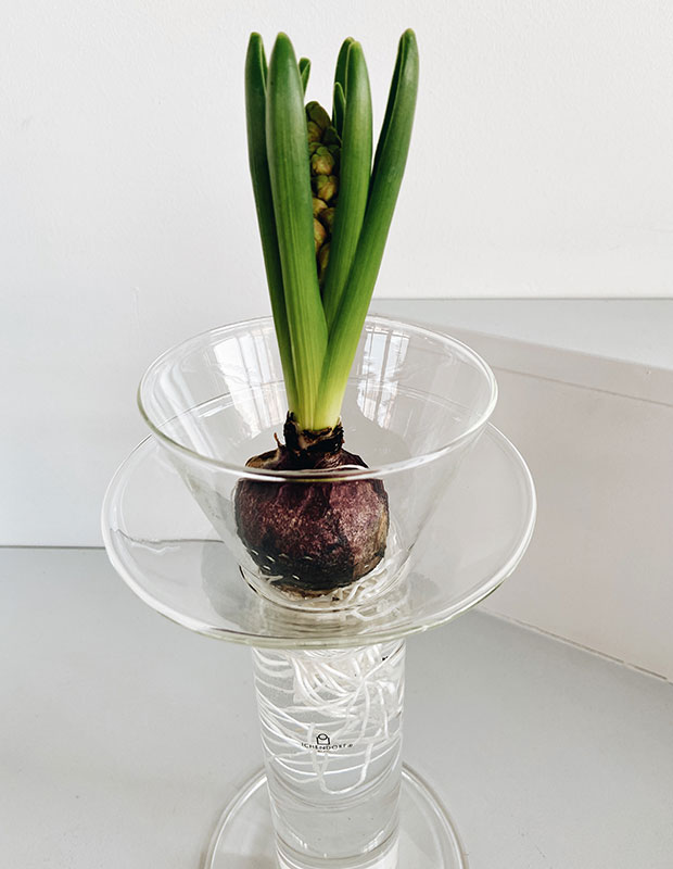 Vasi in vetro per fiori recisi e idrocoltura - Fiorellaia shop